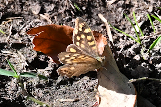 20211018_131742 crop_00001-1