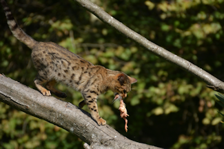 Bengalsk kat 1-20171012_143505