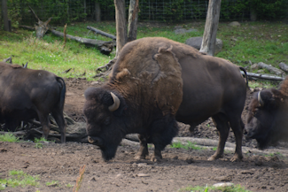 Bison-1 20200808_114902