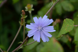 Cikorie-1 20130906_115935