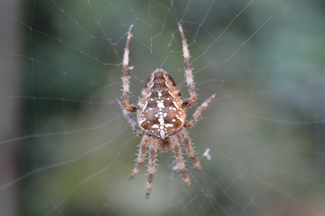 Ederkop 20140904_105009