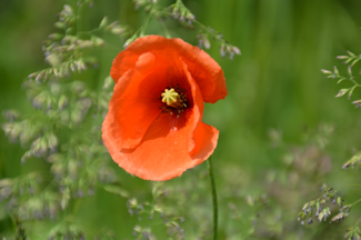 Grdevalmue-1 20140524_145504