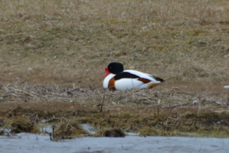 Gravand 2 20210408_124347