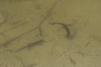 Salamanter-1 20140323_134619 -1