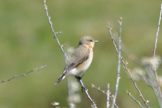Stenpikker 2 20190416_130429