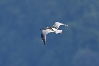 Stor spove-2 20190831_151614