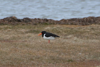 Strandskade 2 20210408_123133