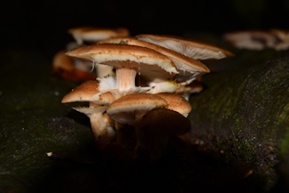 gte honningsvamp-1 20151018_164858