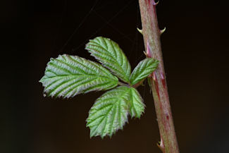 brombr-1 20220922_085026
