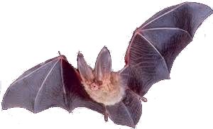 flyvemus 2