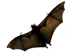 flyvemus 4