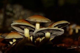 knippe-svovlhat-1 20151018_172019