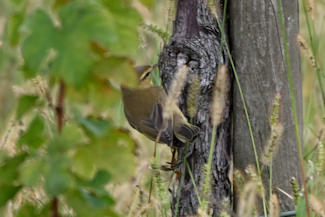 lvsanger 1 20191019_134406
