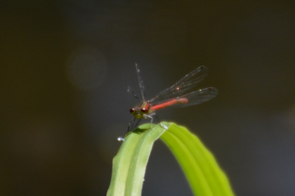 nymfe-2