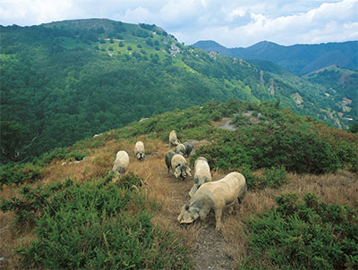 porc-dans-la-montagne