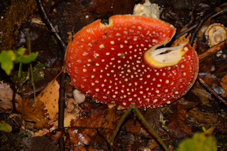 rd fluesvamp-1 20151018_170218