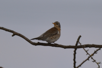 sjagger 2 20180304_140116