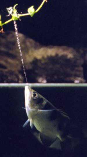skyttefisk