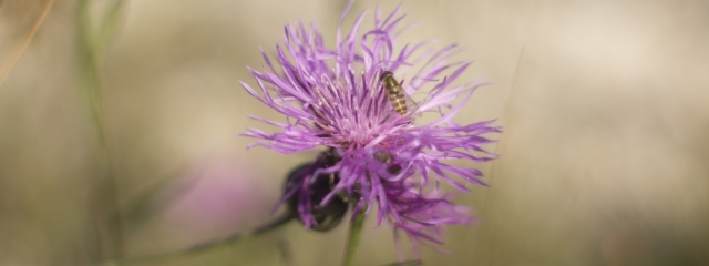 snc_blomst