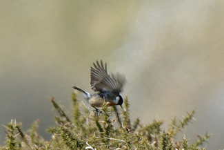sortstrubet bynkefugl-4 20190416_131510