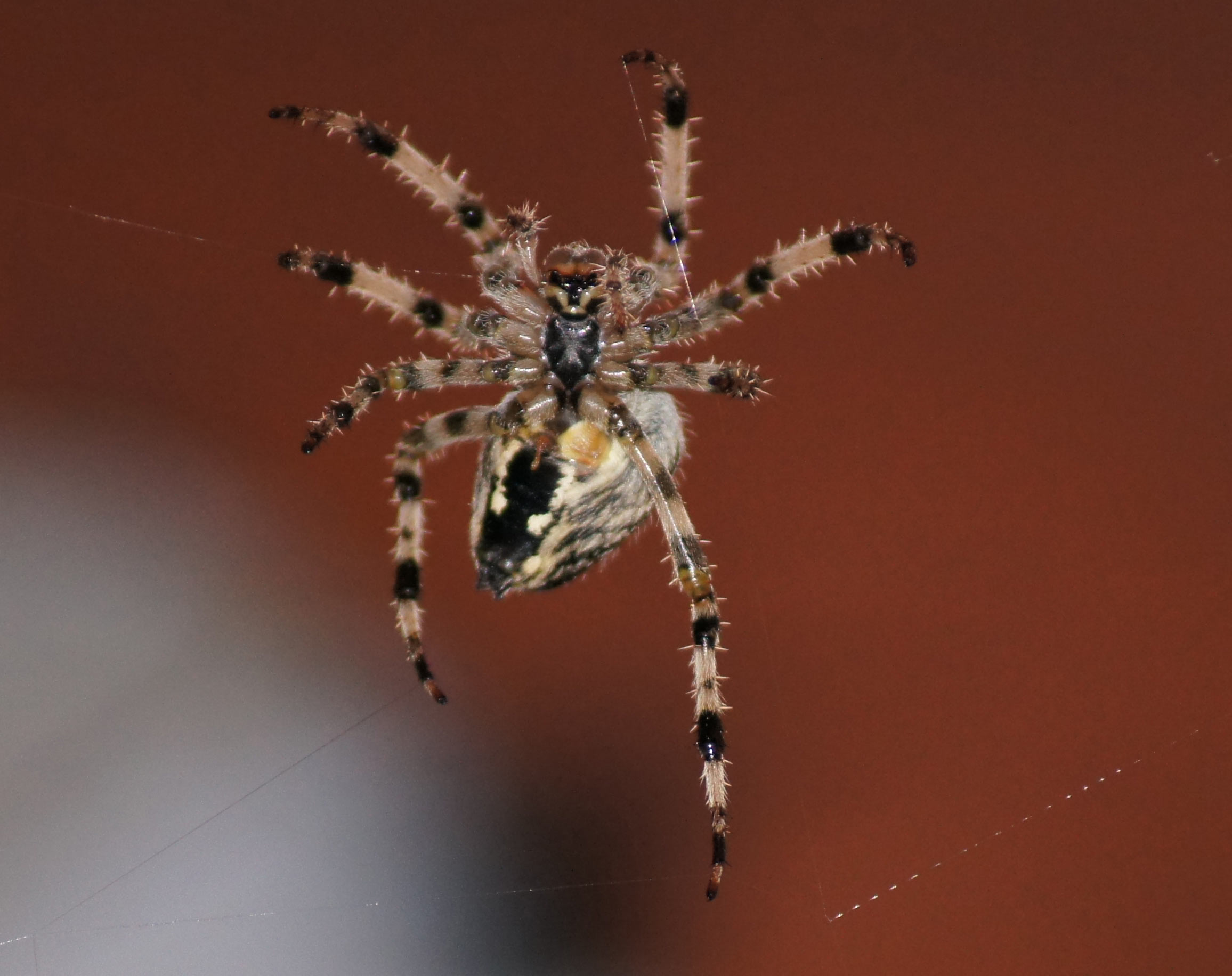 speider1