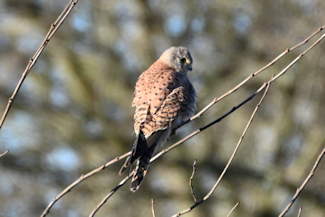 trnfalk_2_ 20210116_112014
